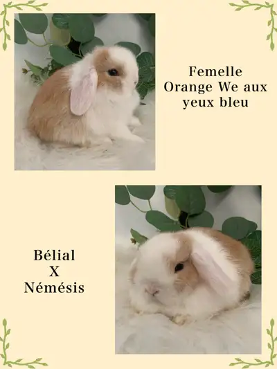 3 bébé lapin Bélier hollandais, View more