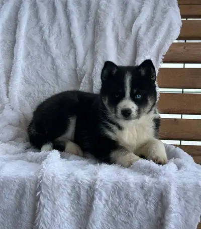 pomsky puppies, View more