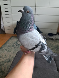 Pigeon in need of home-free