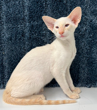 Red Lynx Point Male Siamese