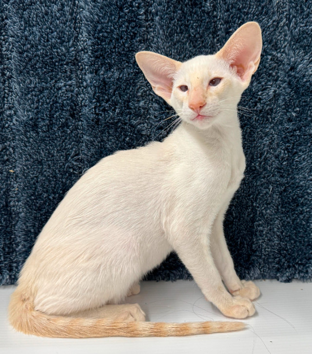 Red Lynx Point Male Siamese in Cats & Kittens for Rehoming in Abbotsford