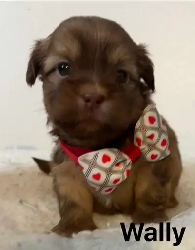 puppies rehoming, View more