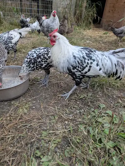 Speckled Hamberg Cockerels, View more