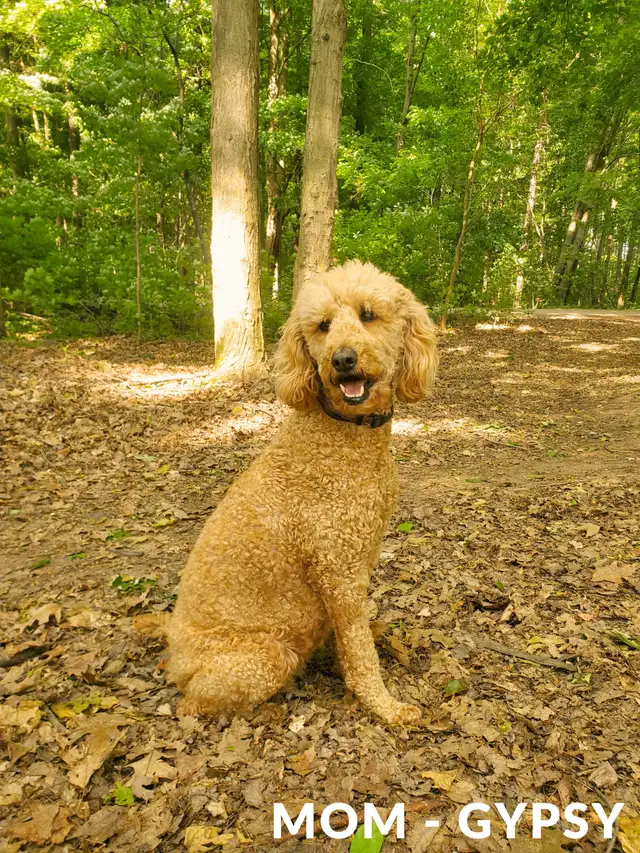 F1BB Goldendoodle Puppies in Dogs & Puppies for Rehoming in Brantford - Image 4