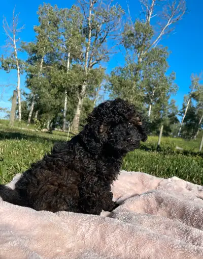 Adorable female toy poodle, View more