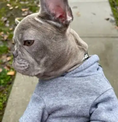 French bulldog for rehoming, View more