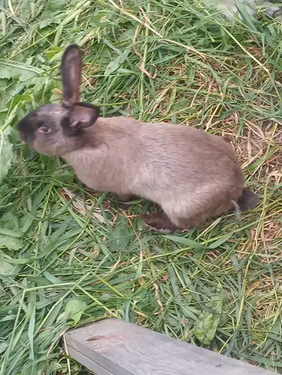 Flemish Giant cross female bunny, View more