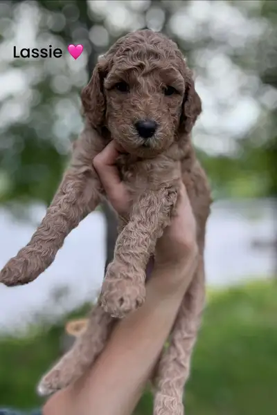 Notre belle Kali a eu 7 petits chiots. Nous avons 4 mâles et 3 femelles. Ce sont des Goldendoodles,...