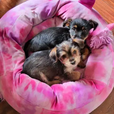 Yorkiepoo Puppies (Yorkie x Poodle) - Chiots (Yorkie x Caniche), View more