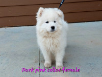 Samoyed puppies only 2 females left