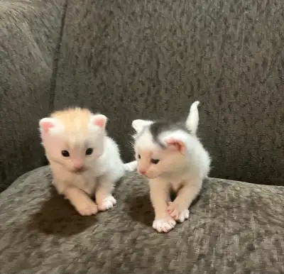 2 cute white kittens for sale $300 each, View more