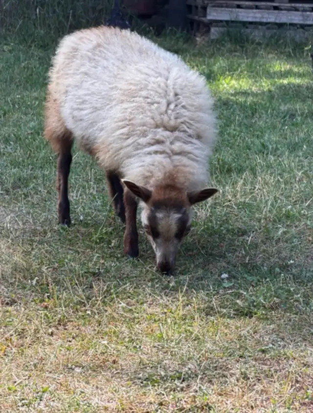 Icelandic lambs in Livestock in Vernon - Image 10