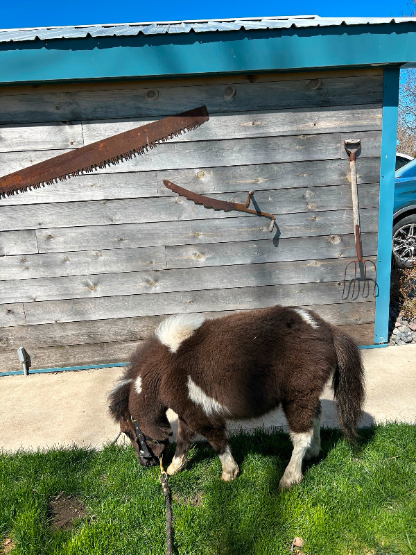 Mini pony foal/goat team in Livestock in Leamington - Image 2