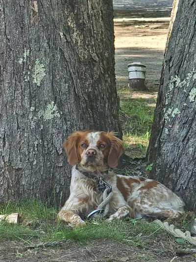 Épagneul breton 4 ans (réservé jusqu'à jeudi), View more