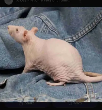 Looking for a baby or young hairless rat ❤️ located in Bancroft will pay what I gotta for delivery c...
