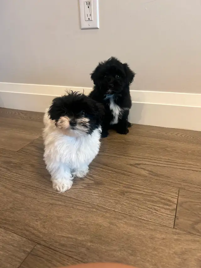 Puppies looking for their furever home! in Dogs & Puppies for Rehoming in Oakville / Halton Region - Image 6