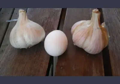 Ail Music/Garlic seeds, View more