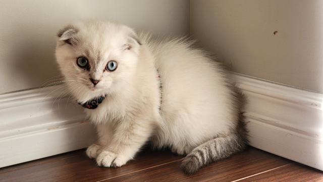 Scottish Fold White and Grey Female Kitten in Cats & Kittens for Rehoming in Edmonton - Image 3