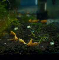 Orange Shrimps Neocaridina Crevette