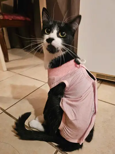 Chat Female 1 ans Sterilize/Opere, View more