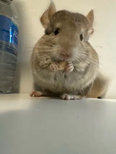 Baby Chinchilla Rehome, View more