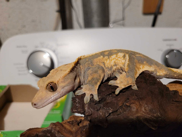 2 Crested Geckos in Reptiles & Amphibians for Rehoming in Oshawa / Durham Region