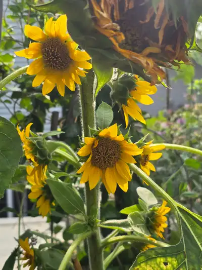 I have a block of 34 private training sessions with An awesome trainer at Body Pro on the mountain i...