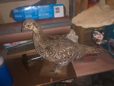 Would look perfect in your pear tree lol