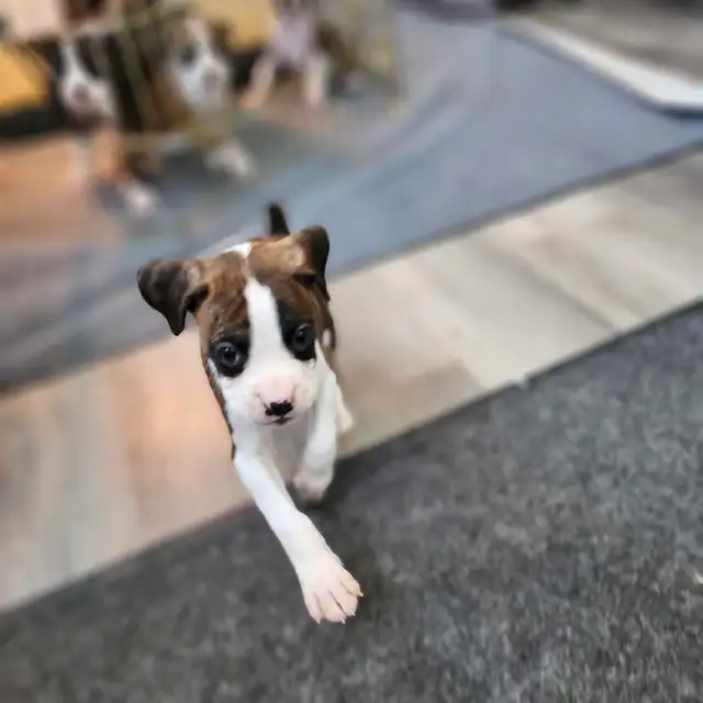 -SOLD- Flashy Brindle Female Boxer Puppy – Ready Now – Last Girl in Dogs & Puppies for Rehoming in Norfolk County - Image 6