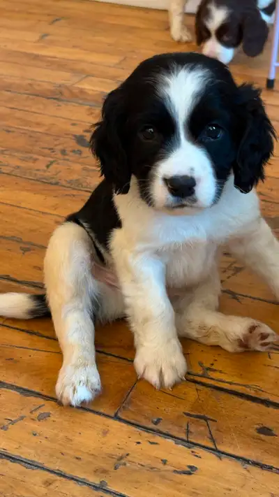 Springer spaniel puppies, View more