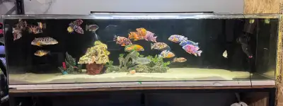 240 gallons arcylic aquarium comes with all. Above 40 full size fishes and decorations both filterin...