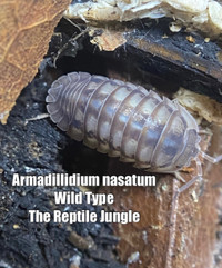 Armadillidium nasatum Wild Type isopod 15 count  