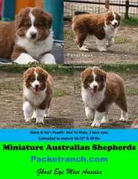 Registered Mini Aussies/Miniature Australian Shepherds