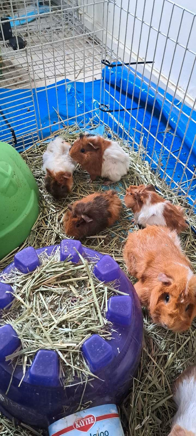 Baby guinea pigs  in Small Animals for Rehoming in City of Halifax - Image 2