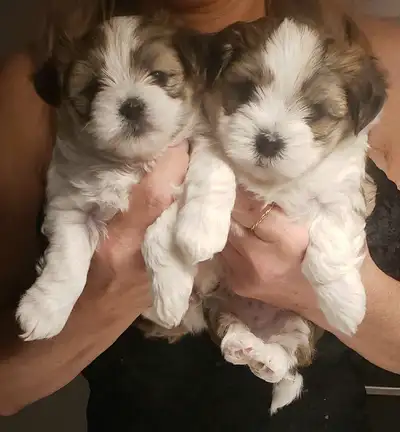 Magnifiques chiots Morkies, View more