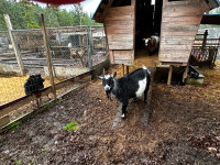 Little herd of Nigerian Dwarf goats $850,- OBO