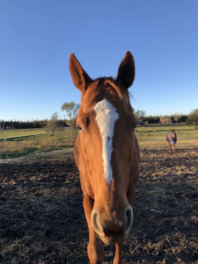 Ottb for sale in Horses & Ponies for Rehoming in Belleville