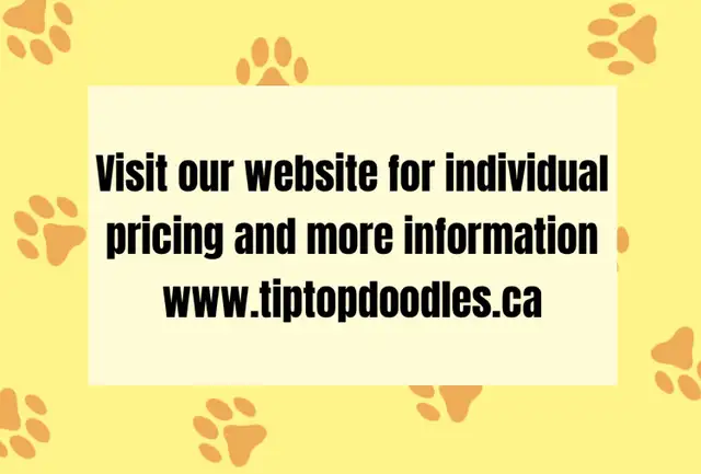 Mini Goldendoodles ~ Mini Bernedoodles ~ Mini Aussiedoodles in Dogs & Puppies for Rehoming in Mississauga / Peel Region - Image 3