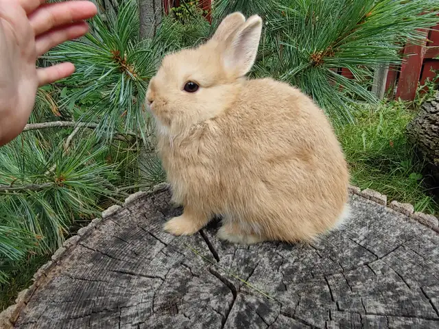 EXTRAORDINARY BABY BLUE-EYED WHITE NETHERLAND DWARF BUNNY RABBIT in Small Animals for Rehoming in City of Toronto - Image 10