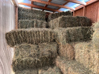  Square grass/alfalfa bales