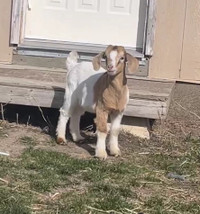 Baby goats 