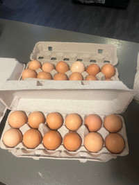 Fresh farm eggs 