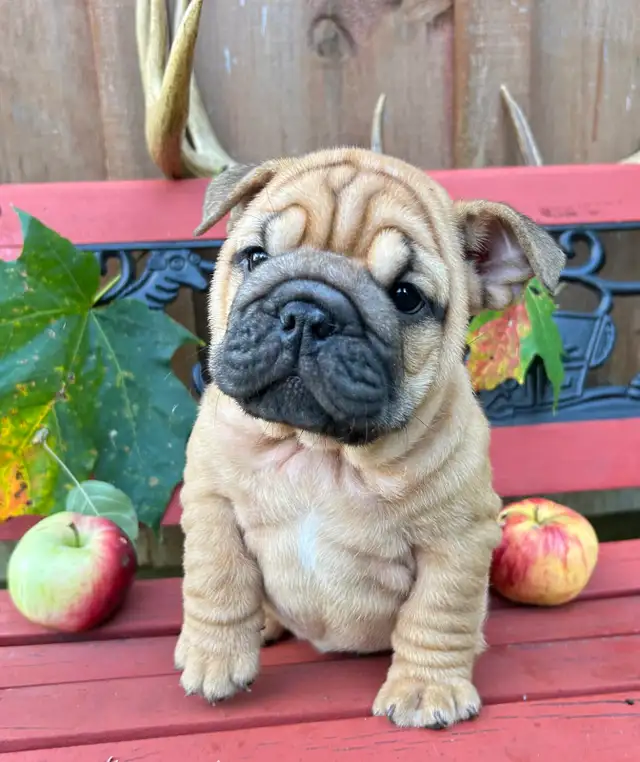 ⭐️BULLDOG ANGLAIS⭐️ in Dogs & Puppies for Rehoming in Québec City - Image 5
