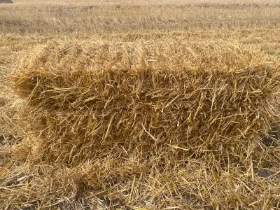 For sale 2026 square wheat straw bales , Martensville area asking 5.00 per bale , can deliver for ad...