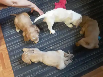 Cocker Spaniel Puppies, View more