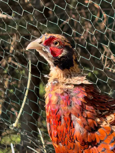 I have a number of male pheasants for sale, which are nearing adulthood and just starting to molt in...