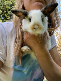 Bunny Holland lop rabbit female.