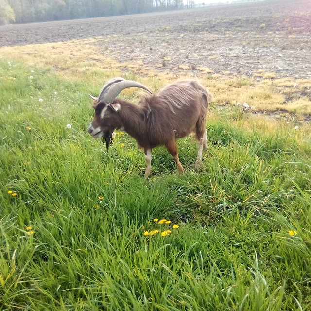 Toggenburg Billy in Livestock in Chatham-Kent