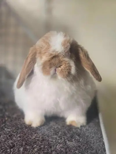 Holland Lop Doe - South River ON, View more