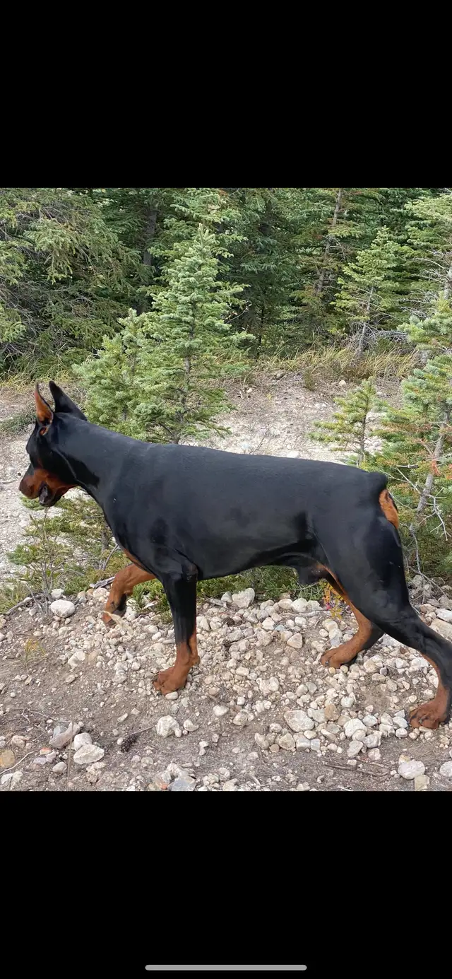 Champion European Doberman Puppies! Males available. in Dogs & Puppies for Rehoming in Edmonton - Image 10
